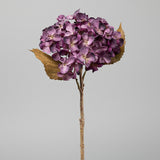 Fáradtlila színű mű hortenzia virág fehér háttér előtt.