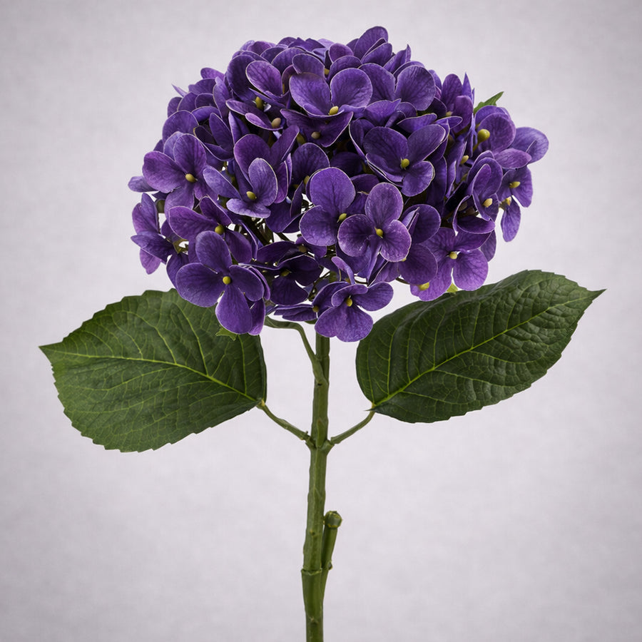 Élethű lila hortenzia dús virágfejjel és zöld levelekkel szürke háttéren