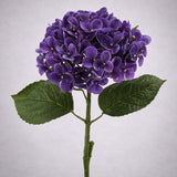 Élethű lila hortenzia dús virágfejjel és zöld levelekkel szürke háttéren