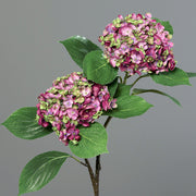 Élethű hortenzia művirágág lilás-zöld szirmokkal és részletgazdag levelekkel, szürke háttérrel