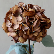 Közeli kép a mokkaszínű hortenzia sziromrészleteiről és élethű textúrájáról.