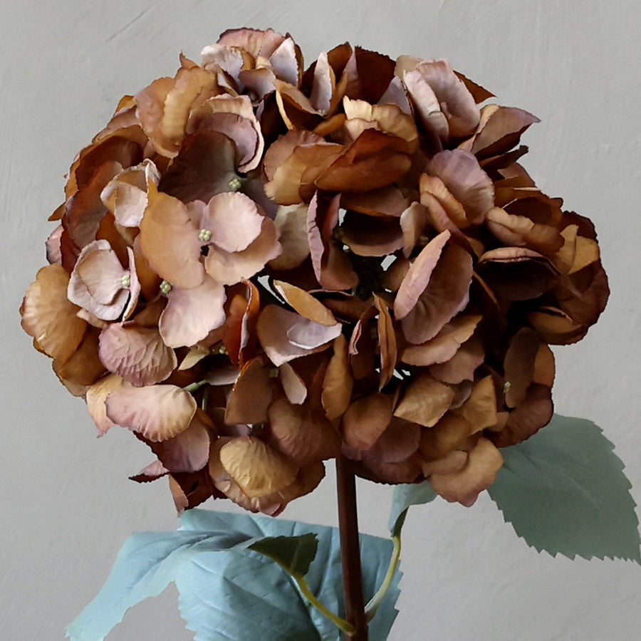 Közeli kép a mokkaszínű hortenzia sziromrészleteiről és élethű textúrájáról.