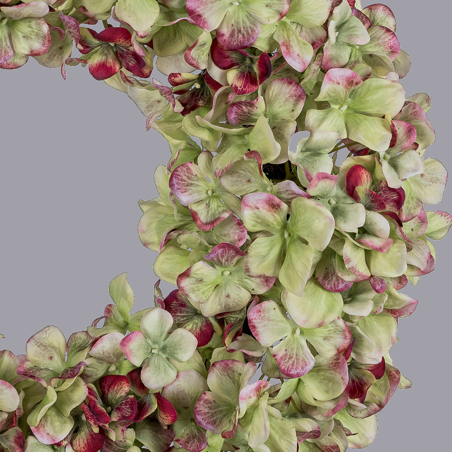 Hortenzia koszorú részletgazdag virágokkal közelről