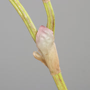 Rózsaszín írisz művirág szirmok és szár részlete közelről