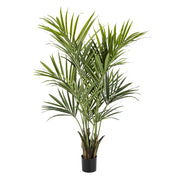 KENTIA zöld mű kencia pálma 172 cm fekete kaspóban.