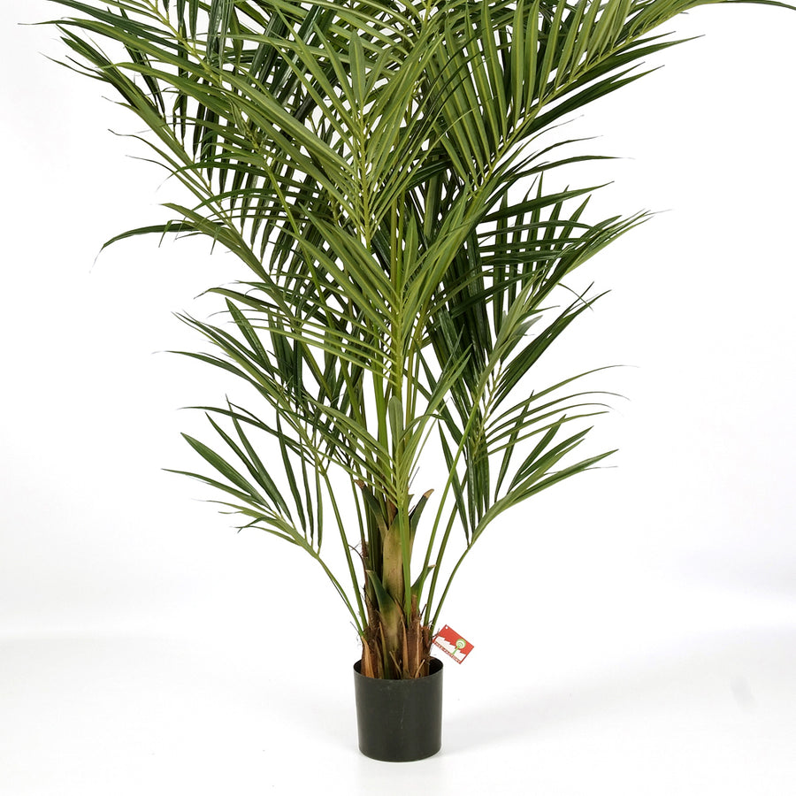 Fás törzsű KENTIA mű pálma fekete ültető kaspóban.