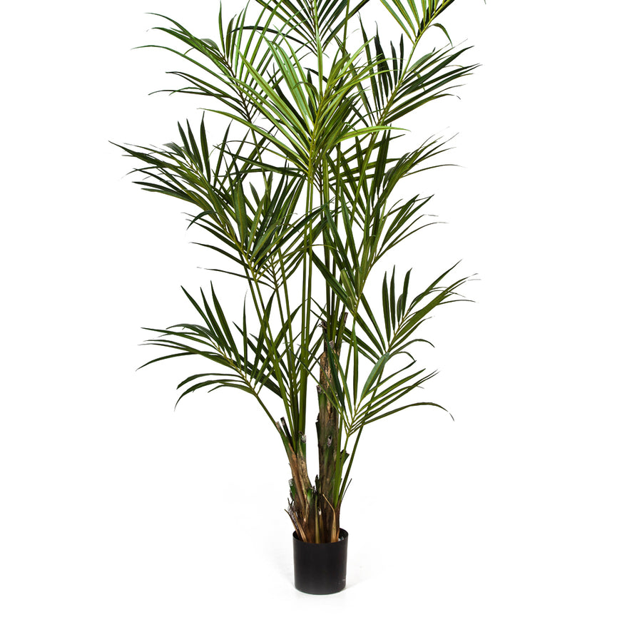 Mű kencia pálma alsó törzse és levelei fekete ültető kaspóban.