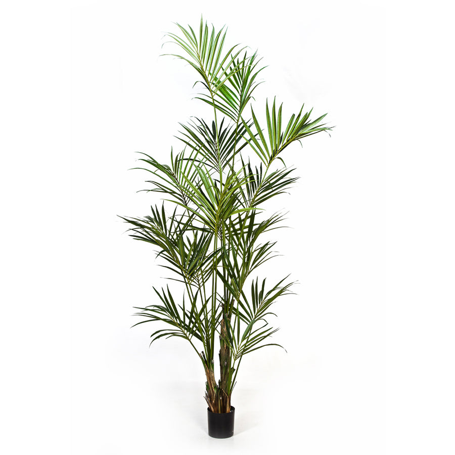 Élethű óriás kencia pálma műnövény 260 cm magas, fekete kaspóban.