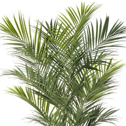 KENTIA mű kencia pálma részletesen kidolgozott levelekkel.