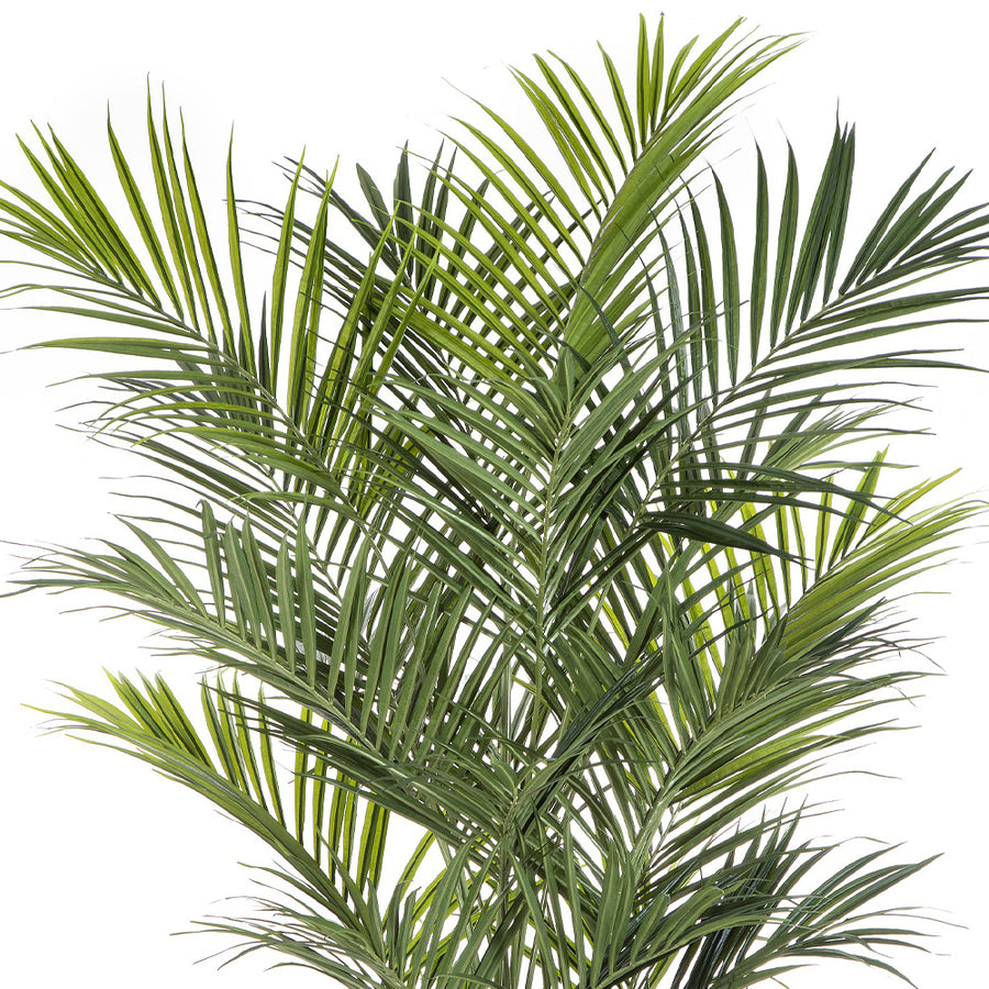 KENTIA mű kencia pálma részletesen kidolgozott levelekkel.