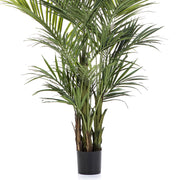 Fás törzsű KENTIA mű pálma fekete ültető kaspóban.