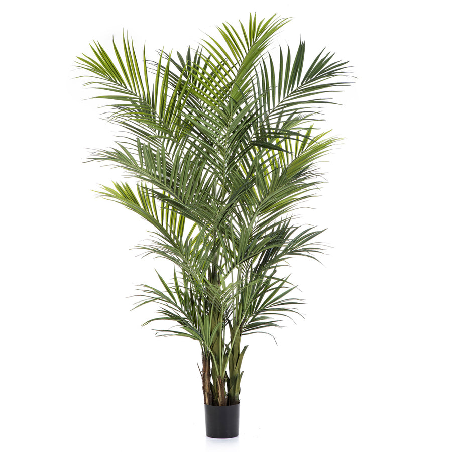 KENTIA óriás zöld mű kencia pálma 260 cm fekete kaspóban.