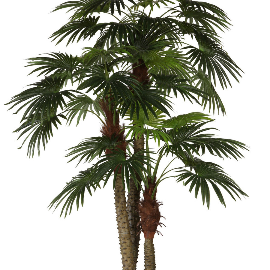 LIVISTONA mű óriás legyezőpálma részletgazdag, sugarasan szeldelt levelei közelről.