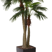 LIVISTONA mű óriás legyezőpálma élethű, tüskés pálmatörzse fekete kaspóban.