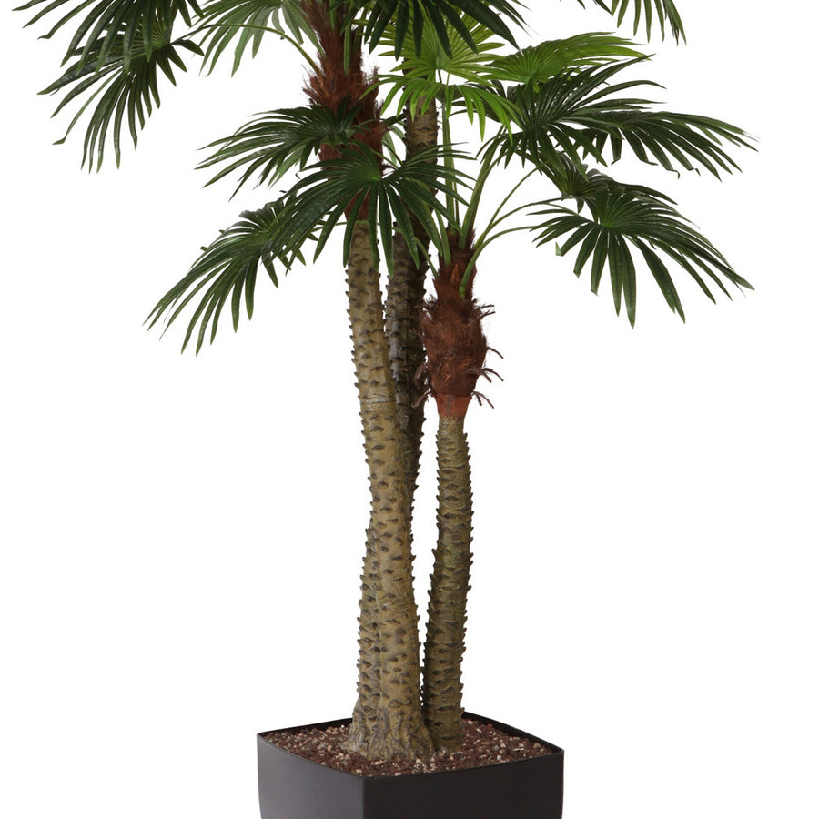 LIVISTONA mű óriás legyezőpálma élethű, tüskés pálmatörzse fekete kaspóban.