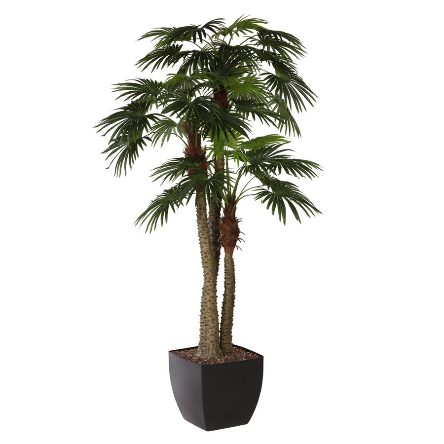 300 cm magas, élethű mű LIVISTONA óriás legyezőpálma fekete kaspóban, részletgazdag levelekkel és tüskés törzzsel.