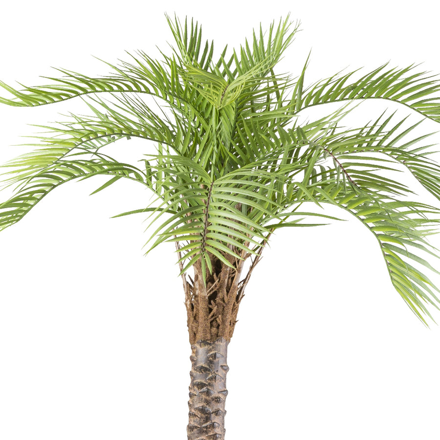 Élethű mű macaúba pálma dús, íves levelekkel 235 cm