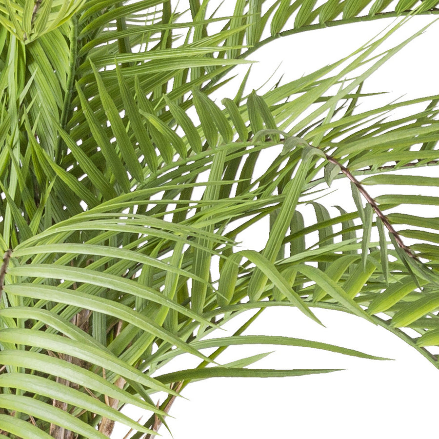 Realisztikus, zöld macaúba pálma levél közelről