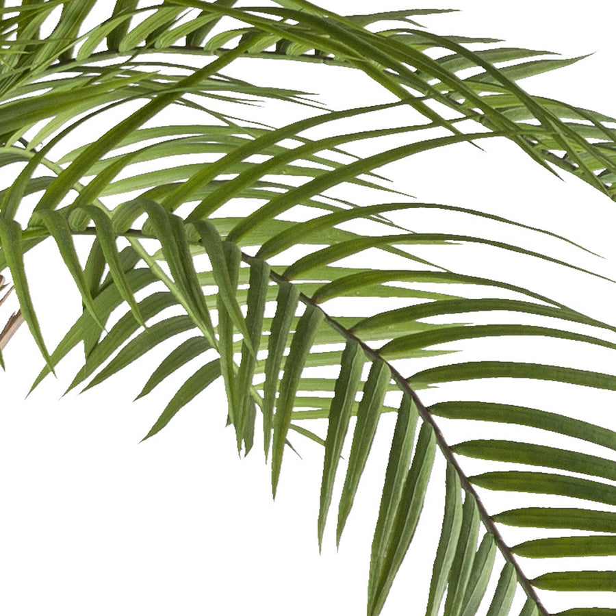 Realisztikus, zöld macaúba pálma levél közelről
