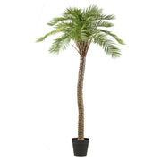 MACAUBA PALM zöld mű pálmafa 235 cm fekete műanyag kaspóban