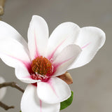Mű magnóliafa fehér nyíló virága természetes színátmenettel
