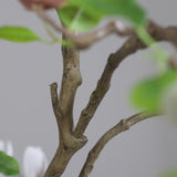 Natúr hatású mű magnóliafa törzs és ágak részlete