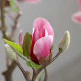 Rózsaszín magnólia virágbimbó és levél részlet közelről