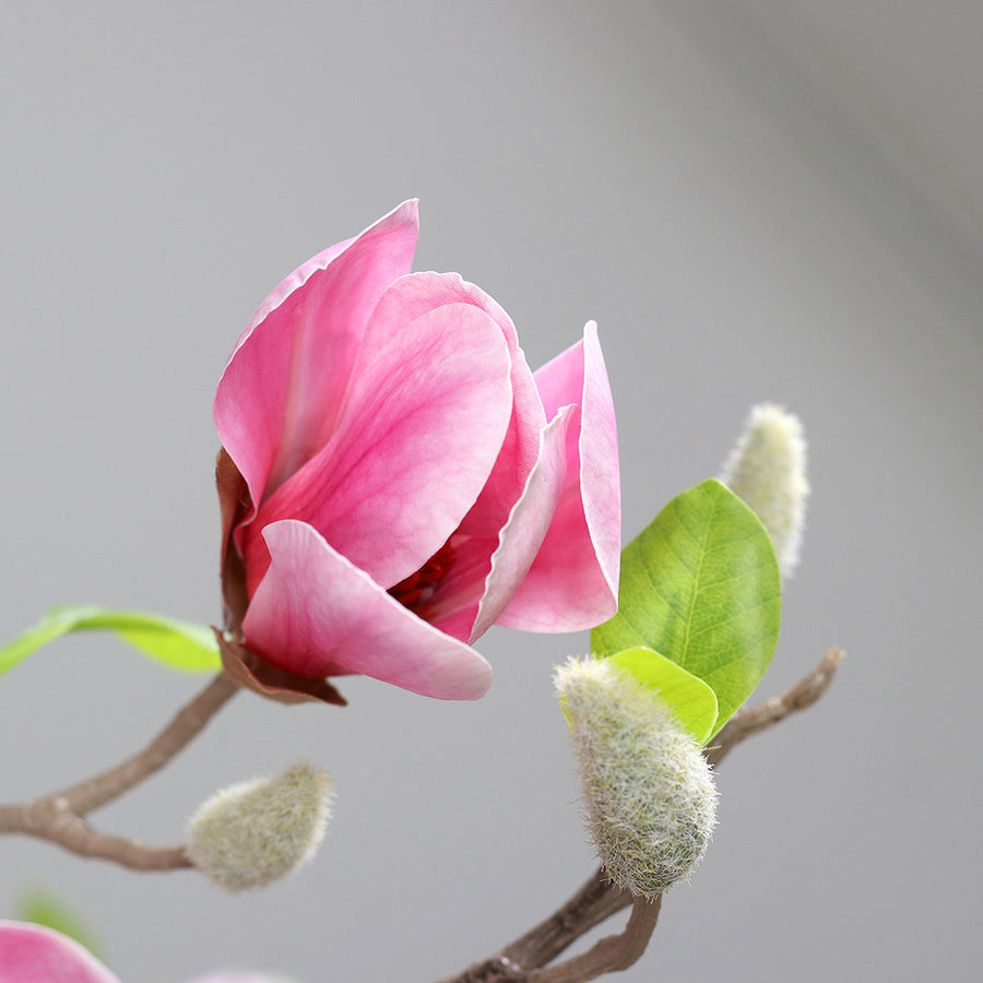 Mű magnóliafa nyíló virága természetes színátmenettel