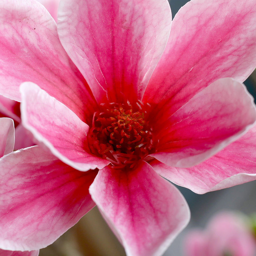 Mesterséges magnólia virág közelkép finom textúrával