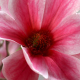 Rózsaszín magnólia virág középpontjának részlete