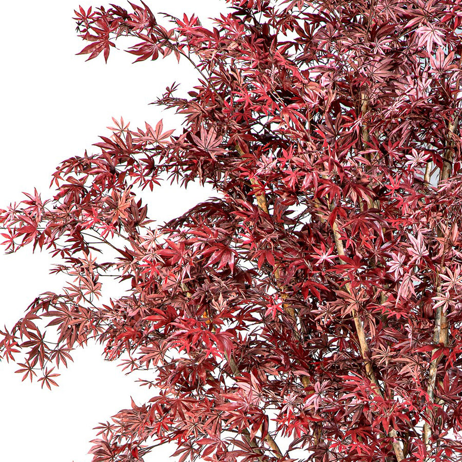 Maple Red mű juharfa bordó-vörös japán juhart idéző leveleinek részlete