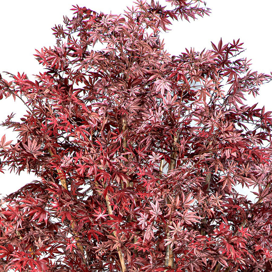 Maple Red 330 cm-es mű juharfa sűrű bordó lombkoronája