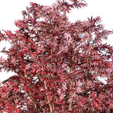 Maple Red 330 cm-es mű juharfa sűrű bordó lombkoronája