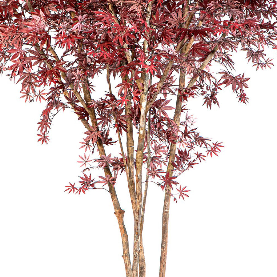 Maple Red természetes törzsű mű juharfa elágazó törzsének és lombjának részlete