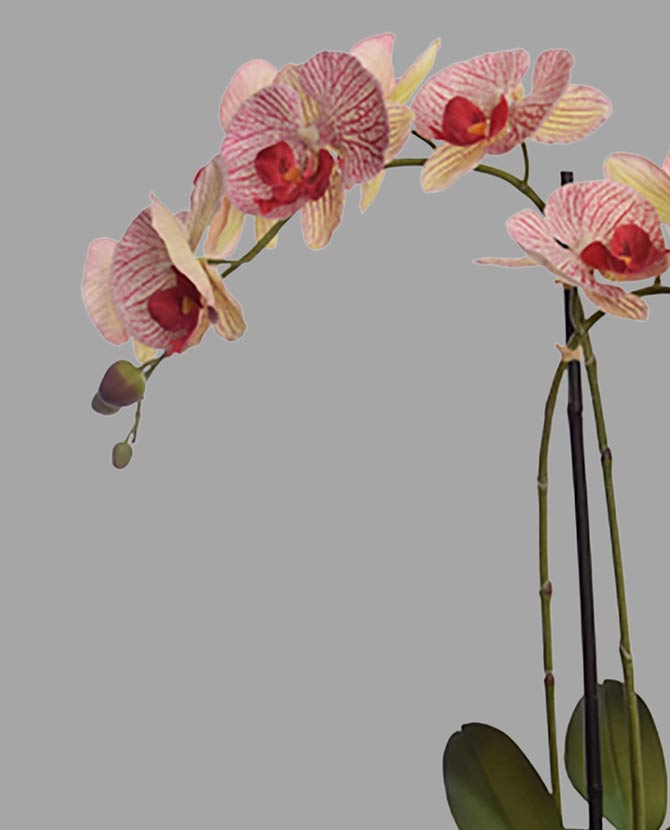 Burgundi-zöld színárnyalatú mű orchidea.