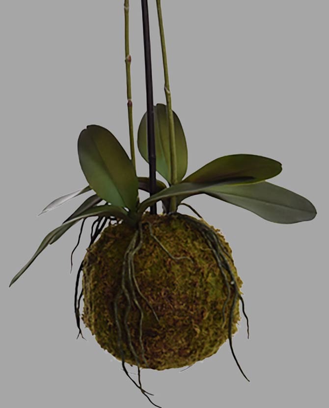 Burgundi-zöld színárnyalatú mű orchidea.