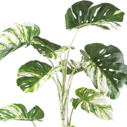 MONSTERA VARIEGATA zöld fehér foltos mű könnyezőpálma 160 cm