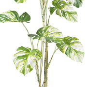 MONSTERA VARIEGATA zöld fehér foltos mű könnyezőpálma 160 cm
