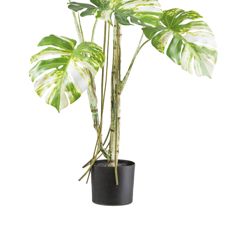 MONSTERA VARIEGATA zöld fehér foltos mű könnyezőpálma 160 cm