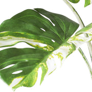 MONSTERA VARIEGATA zöld fehér foltos mű könnyezőpálma 160 cm