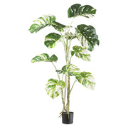 MONSTERA VARIEGATA zöld fehér foltos mű könnyezőpálma 160 cm