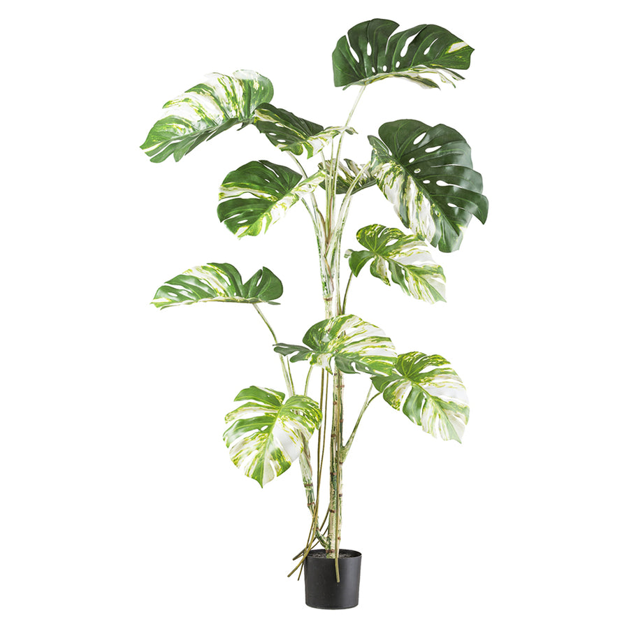 MONSTERA VARIEGATA zöld fehér foltos mű könnyezőpálma 160 cm