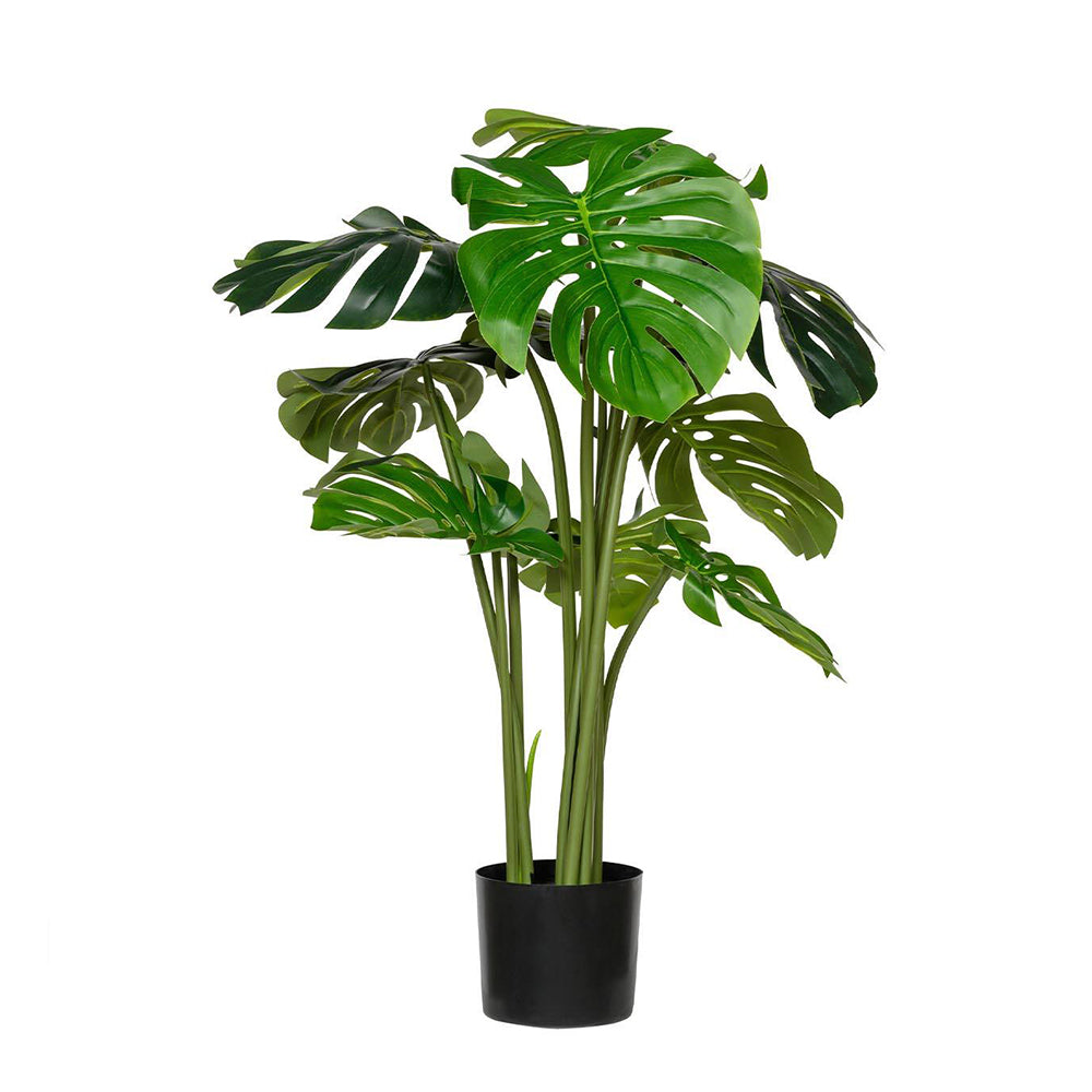 MONSTERA zöld mű könnyezőpálma 120 cm fekete technikai cserépben fehér háttér előtt