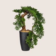  Mű Bonsai