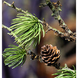 Zuzmóval borított, mű cédrusfenyőág.