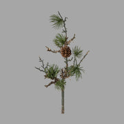 Zuzmóval borított, mű cédrusfenyőág.