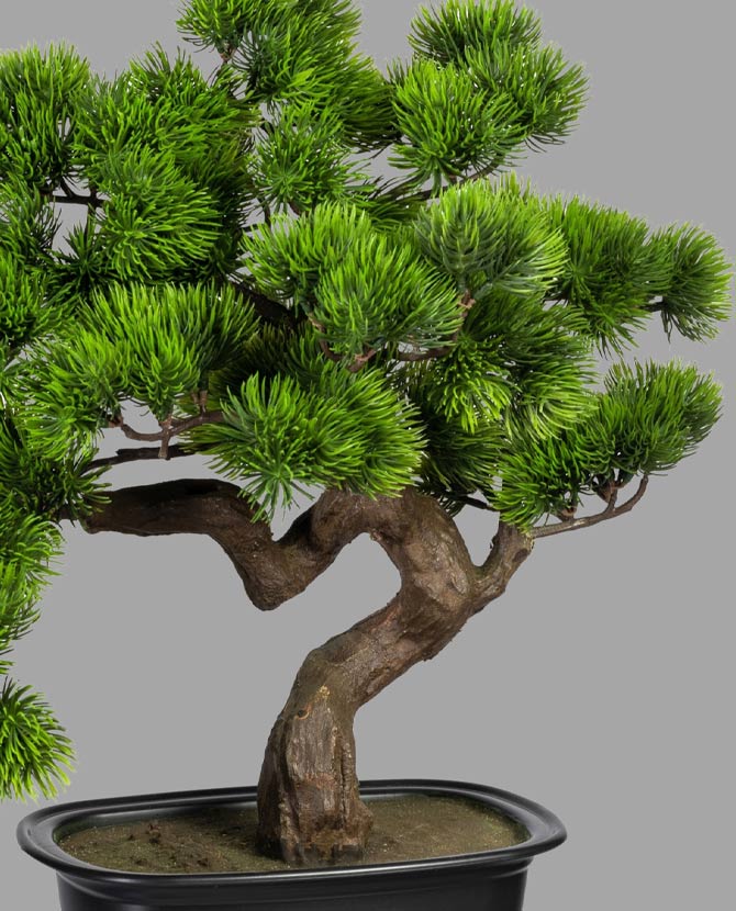 Fenyő bonsai fa műnövény, fekete ültetőkaspóban