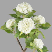 Krémszínű mű hortenzia bokor.