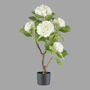 Krémszínű mű hortenzia bokor.