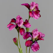 Fuksziaszínű, mű írisz virág.